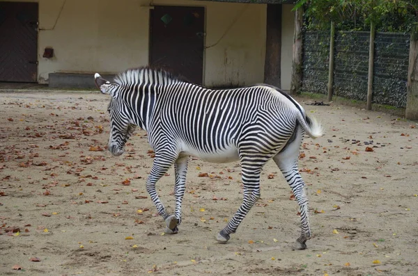 Grevy Zebra Equus Grevyi Zoológico Frankfurt — Fotografia de Stock