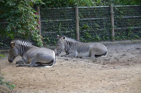 Grevy Zebra Equus Grevyi Frankfurter Zoo — Stockfoto