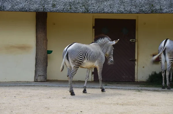 Grevy Zebra Equus Grevyi Zoológico Frankfurt — Fotografia de Stock