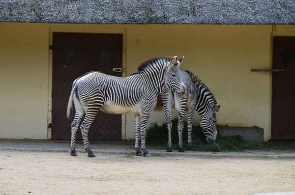 Grevy Zebra Equus Grevyi Frankfurter Zoo — Stockfoto