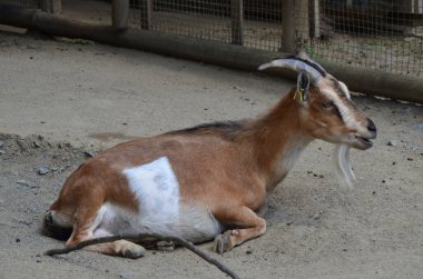 Frankfurt Pettingzoo, Almanya 'da küçük bir keçi