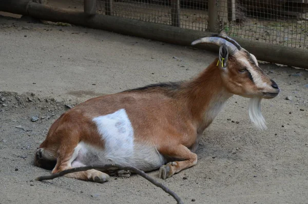 德国法兰克福佩廷斯动物园的小山羊 — 图库照片