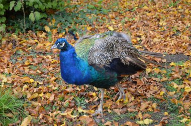 Hayvanat bahçesindeki güzel tavus kuşu, Frankfurt Ben Main