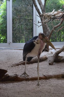 Frankfurt hayvanat bahçesindeki Afrika Marabutu Leptoptilos crumeniferus