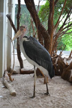 Frankfurt hayvanat bahçesindeki Afrika Marabutu Leptoptilos crumeniferus