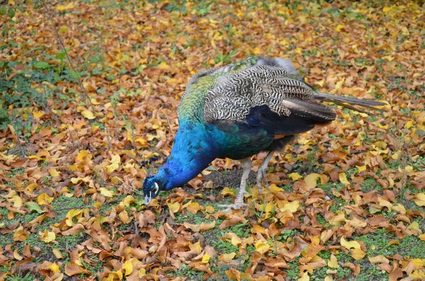 Belo Pavão Zoológico Frankfurt Main — Fotografia de Stock