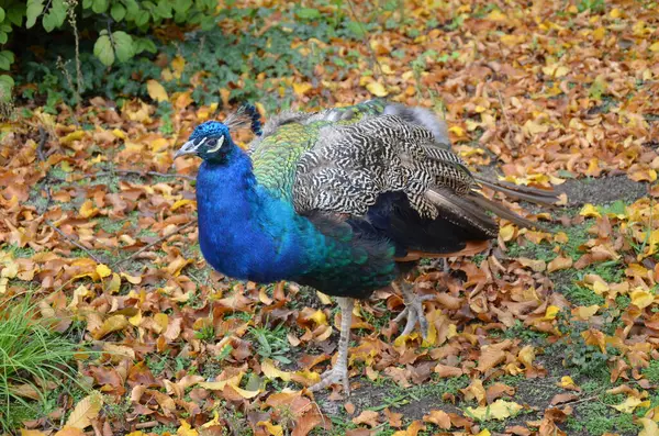 Belo Pavão Zoológico Frankfurt Main — Fotografia de Stock