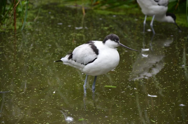 Pied Avocet Recurvirostra Avosetta Zoo Frankfurcie — Zdjęcie stockowe