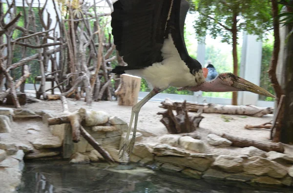 Marabou Africano Leptoptilos Crumeniferus Zoológico Frankfurt — Fotografia de Stock