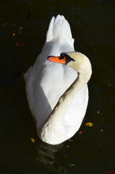 Schwan Main Frankfurt Deutschland — Stockfoto