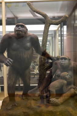 Frankfurt am Main, Almanya 'daki Senckenberg Müzesi' nin iç manzarası