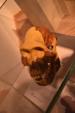 Frankfurt am Main, Almanya 'daki Senckenberg Müzesi' nin iç manzarası