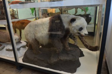 Frankfurt am Main, Almanya 'daki Senckenberg Müzesi' nin iç manzarası