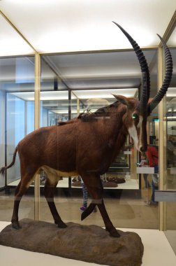 Frankfurt am Main, Almanya 'daki Senckenberg Müzesi' nin iç manzarası