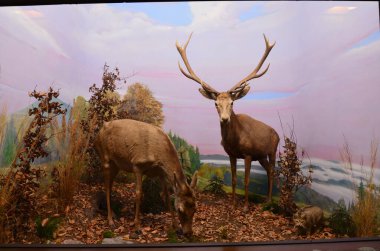 Frankfurt am Main, Almanya 'daki Senckenberg Müzesi' nin iç manzarası