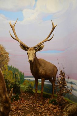 Frankfurt am Main, Almanya 'daki Senckenberg Müzesi' nin iç manzarası