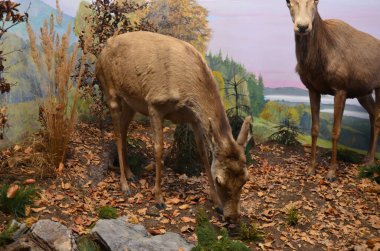 Frankfurt am Main, Almanya 'daki Senckenberg Müzesi' nin iç manzarası