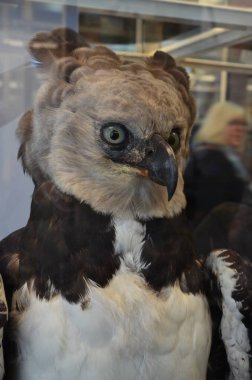 Frankfurt am Main, Almanya 'daki Senckenberg Müzesi' nin iç manzarası