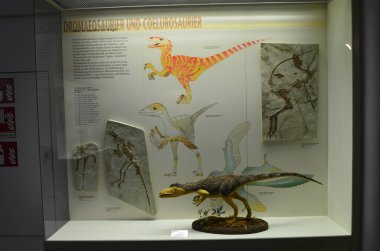 Frankfurt am Main, Almanya 'daki Senckenberg Müzesi' nin iç manzarası