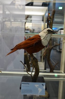 Frankfurt am Main, Almanya 'daki Senckenberg Müzesi' nin iç manzarası