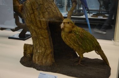 Frankfurt am Main, Almanya 'daki Senckenberg Müzesi' nin iç manzarası