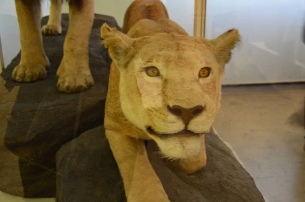 Vue Intérieure Musée Senckenberg Francfort Sur Main Allemagne — Photo