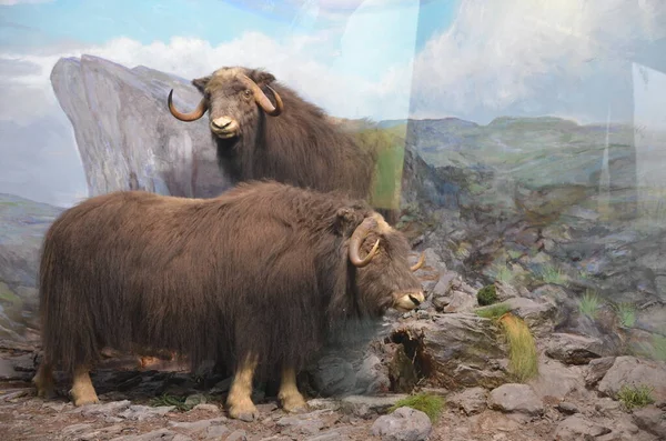 Pohled Interiéru Muzea Senckenberg Frankfurtu Nad Mohanem Německo — Stock fotografie