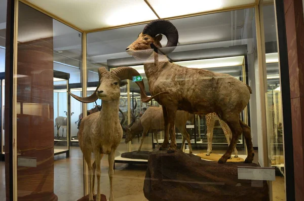 Innenansicht Des Senckenberg Museums Frankfurt Main Stockbild