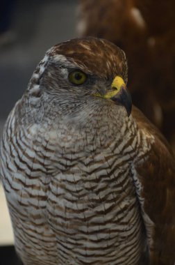 Frankfurt am Main, Almanya 'daki Senckenberg Müzesi' nin iç manzarası