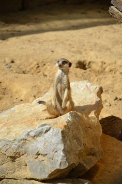 Meerkat (Surikate), Frankfurt hayvanat bahçesi am Main, Almanya
