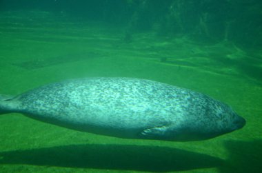 Frankfurt Hayvanat Bahçesinde Liman Mührü (Phoca vitulina)