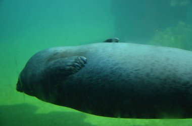 Frankfurt Hayvanat Bahçesinde Liman Mührü (Phoca vitulina)