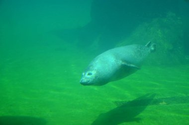 Frankfurt Hayvanat Bahçesinde Liman Mührü (Phoca vitulina)