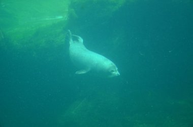 Frankfurt Hayvanat Bahçesinde Liman Mührü (Phoca vitulina)