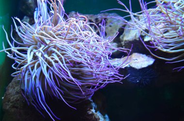 Frankfurt hayvanat bahçesi, Almanya 'da renkli deniz şakayığı