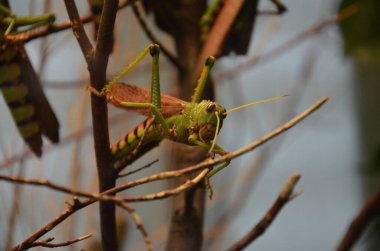 Frankfurt hayvanat bahçesinde dev çekirge (Tropidacris yaka)