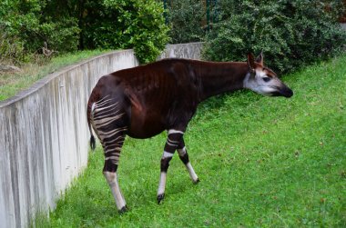 Frankfurt hayvanat bahçesindeki Okapia johnstoni 'nin portresi