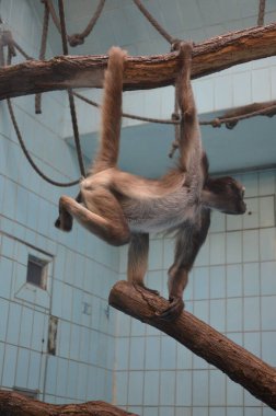 Kadın Uluyan Maymun, Frankfurt Hayvanat Bahçesi