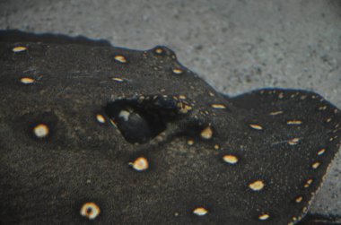 Bluespotted Ribbontail Ray closeup görünümü