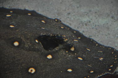 Bluespotted Ribbontail Ray closeup görünümü