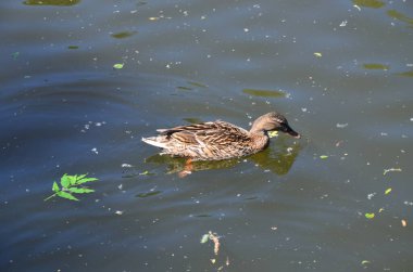 Eski Marburg, Almanya