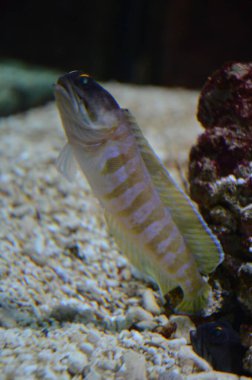 Akvaryumdaki tropikal balıklar, Frankfurt am Main (Almanya)