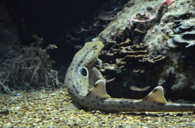 Akvaryumdaki tropikal balıklar, Frankfurt am Main (Almanya)