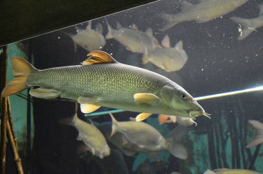 Akvaryumdaki tropikal balıklar, Frankfurt am Main (Almanya)