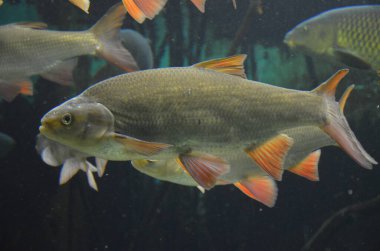 Akvaryumdaki tropikal balıklar, Frankfurt am Main (Almanya)