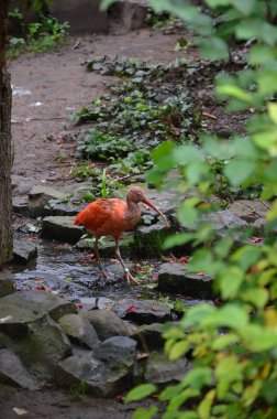 Frankfurt 'taki kuş am Main zoo, Almanya
