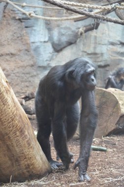 Bonobo (Pan paniscus), Frankfurt hayvanat bahçesi
