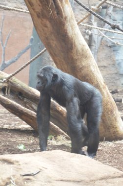 Bonobo (Pan paniscus), Frankfurt hayvanat bahçesi