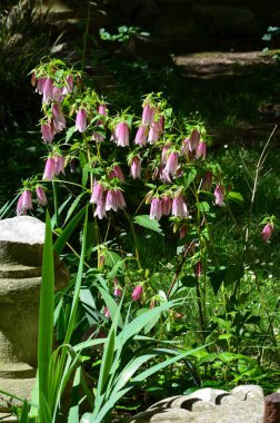 Torino 'daki Palazzo Mona' daki bahçe.