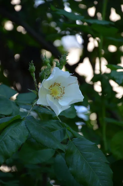 Garden Palazzo Madama Turin — Stockfoto